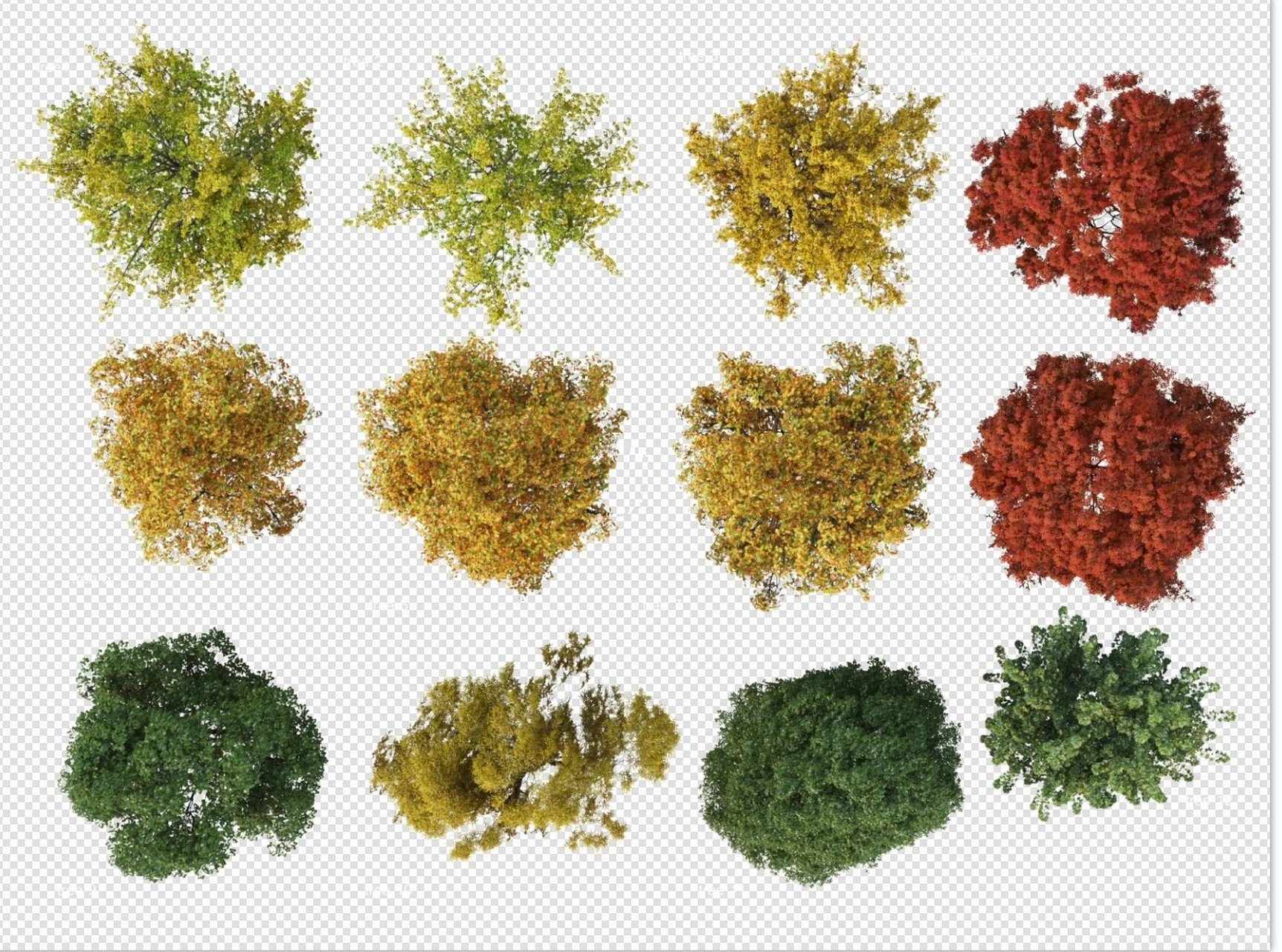 ps彩平真实树素材!需要的小伙伴快来吧!