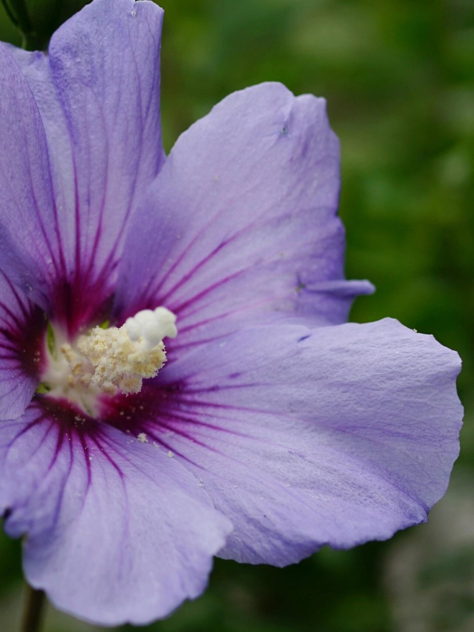 粉紫长苞木槿 木槿花 	 明/张以宁 	 朝昏看开落, 	 一笑小窗中.