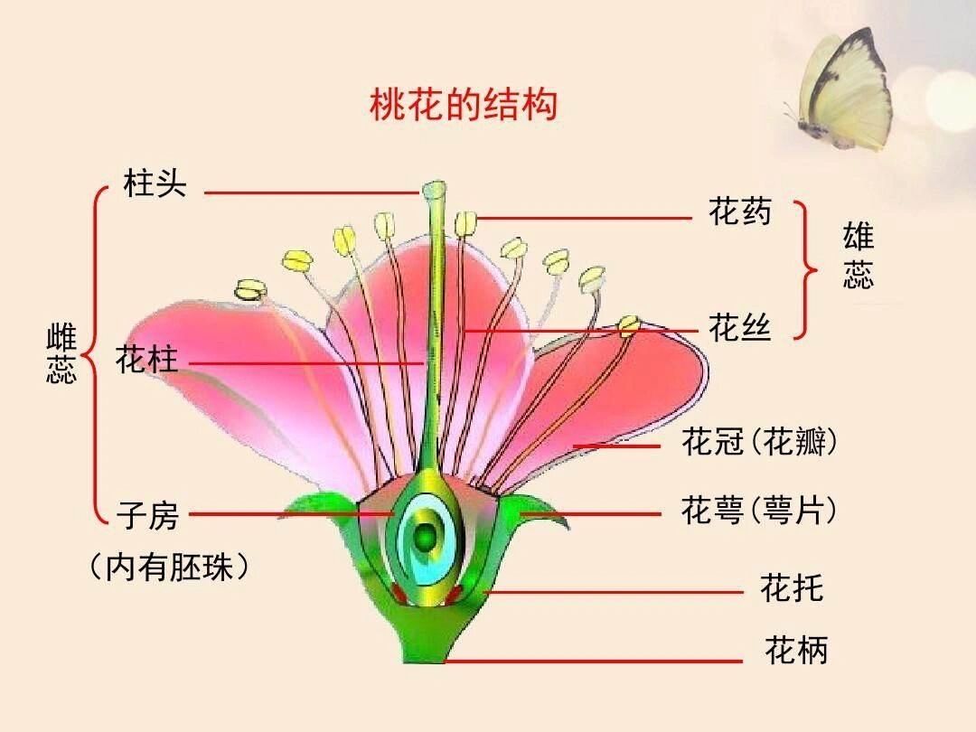 科普花朵基本结构