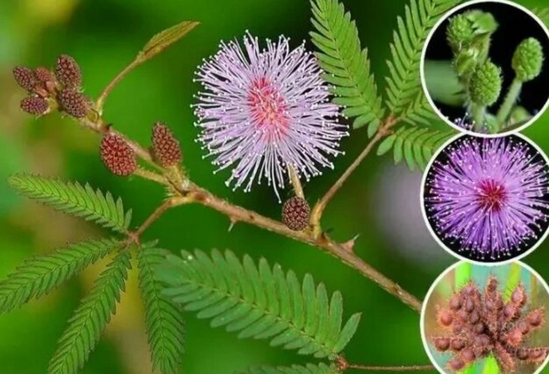 含羞草的种植养护及注意事项 含羞草是豆科含羞草属一年生草本植物.