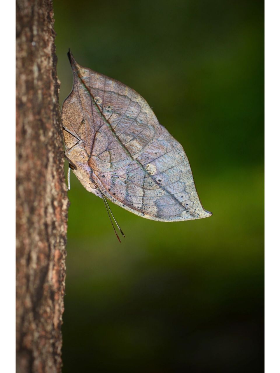 03枯叶蝶的另一面是什么样子的?