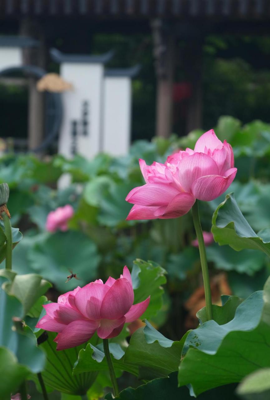 【处暑过后  善园荷花别有韵味】#美丽宁波#处暑过后,荷花多已残败