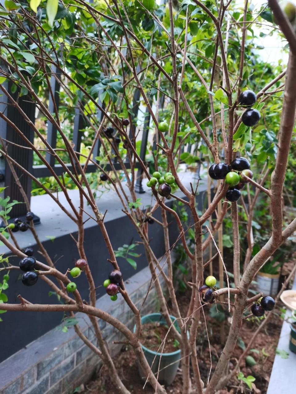 种了三年三个月的沙巴嘉宝果,结果了 19年清明时买来35块钱的小苗