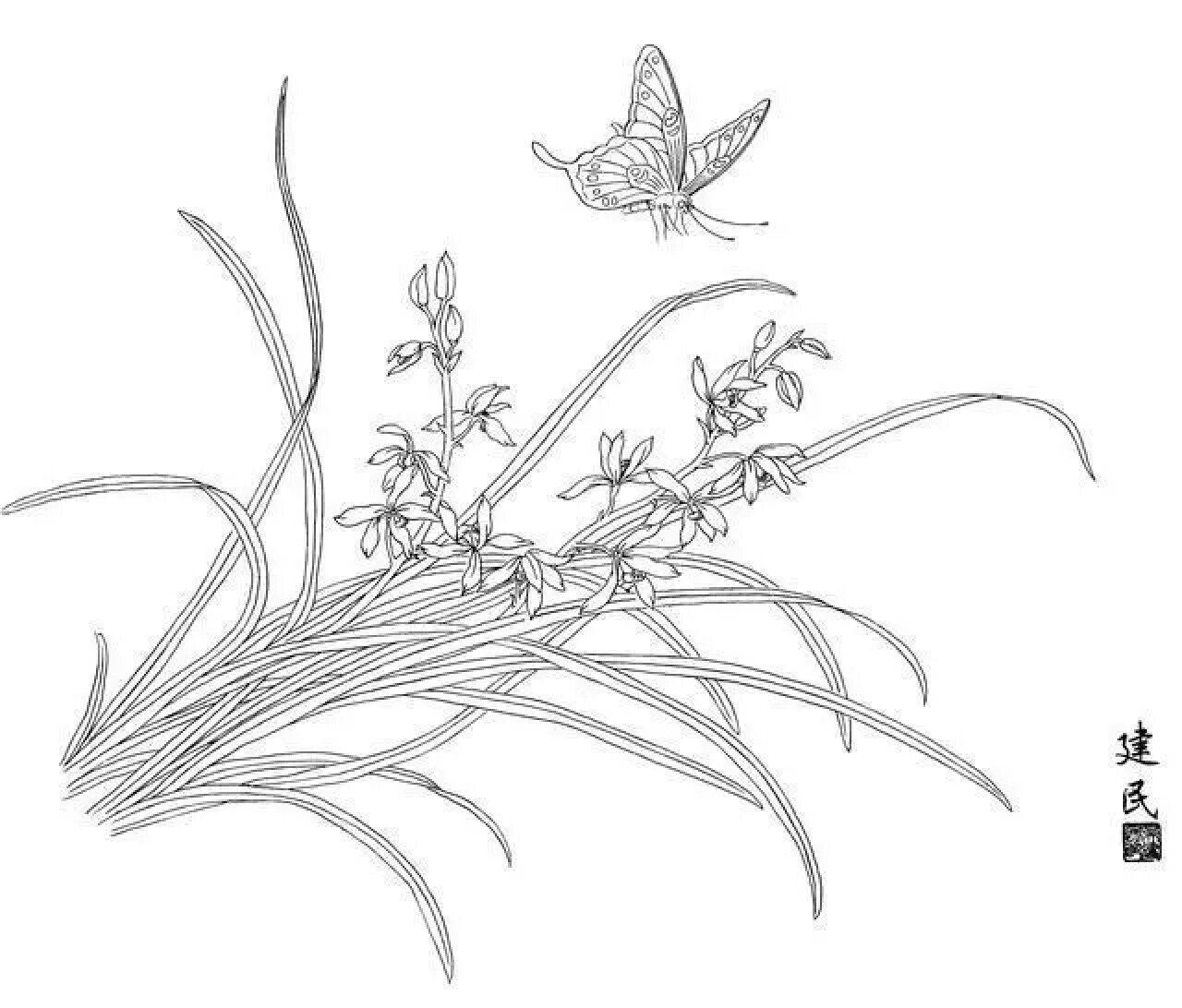 工笔画兰花白描稿(一)
