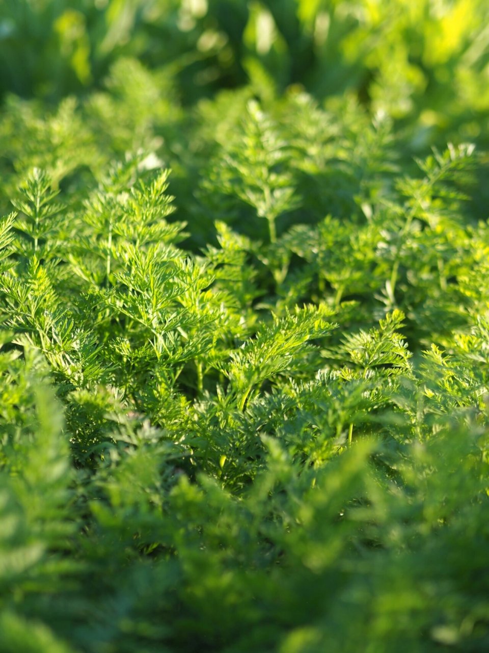 寻万物最本真的颜色|胡萝卜叶(原图直出) 打卡菜地拍摄的第四天!
