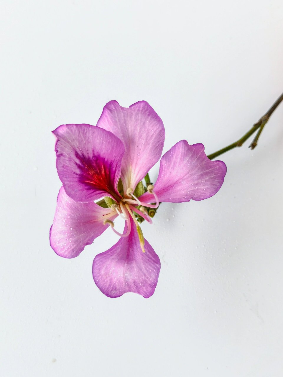 绘画素材:宫粉洋紫荆花 绘画素材