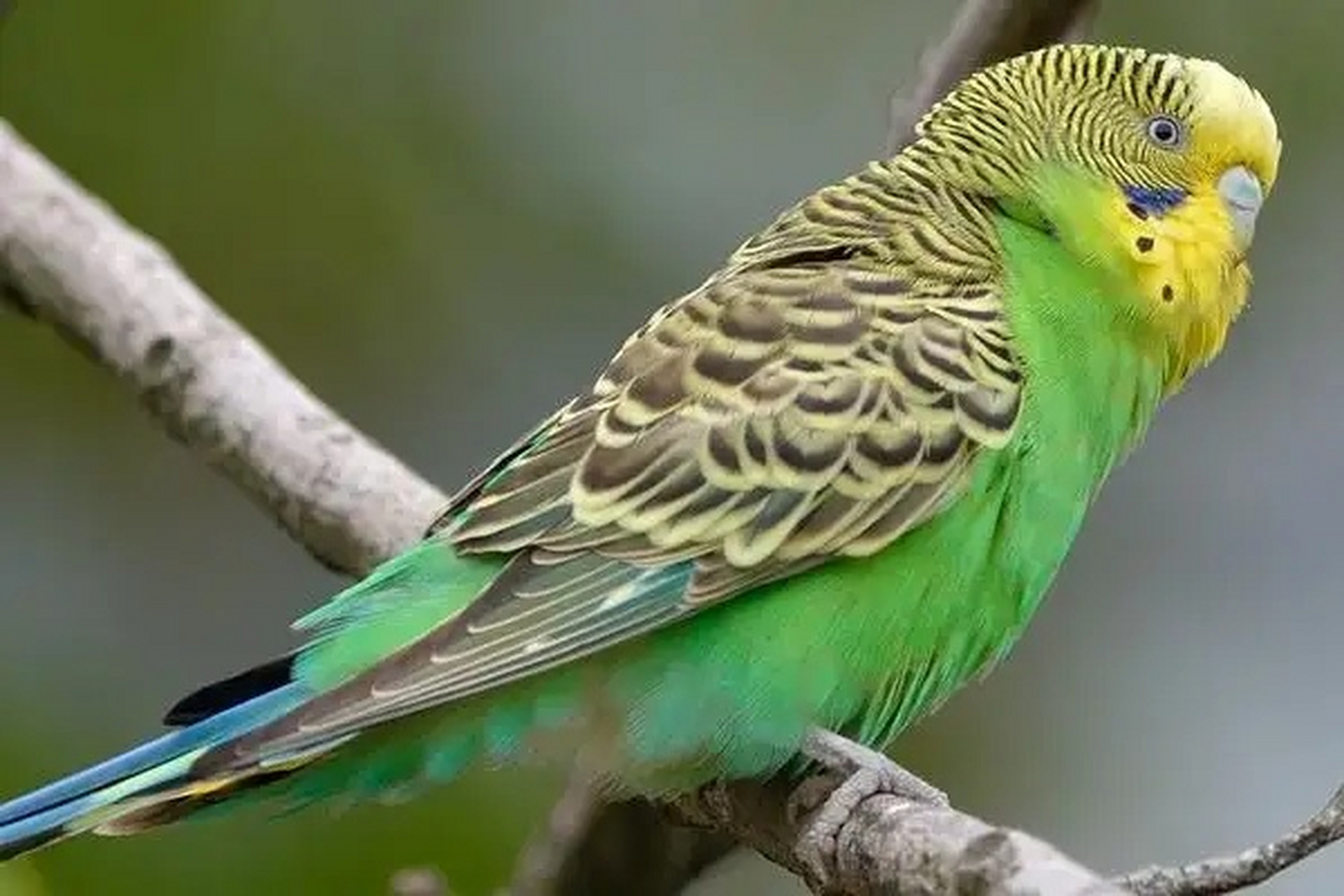 宠物知识分享:虎皮鹦鹉呕吐该怎么办?