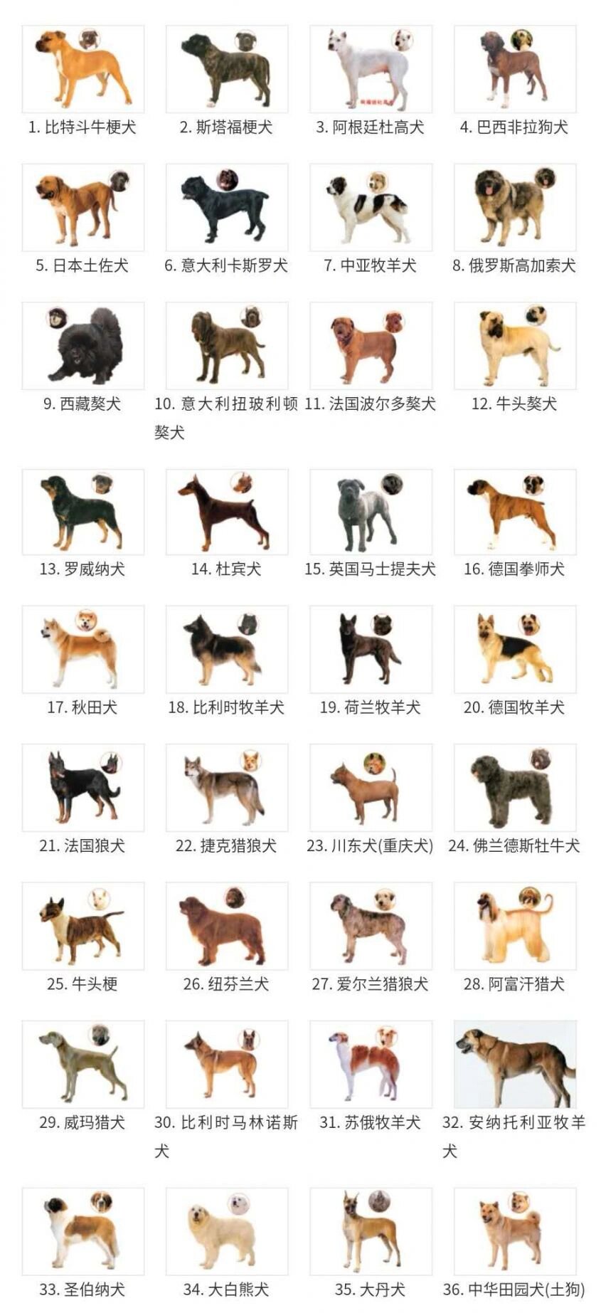 广州9207养的38种犬!你知道吗