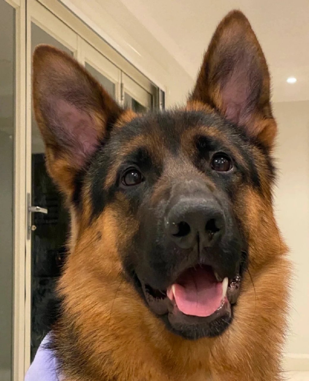 免费领养纯种德牧牧羊犬,带证书 纯种德牧幼犬赛级黑背德国牧羊犬,带