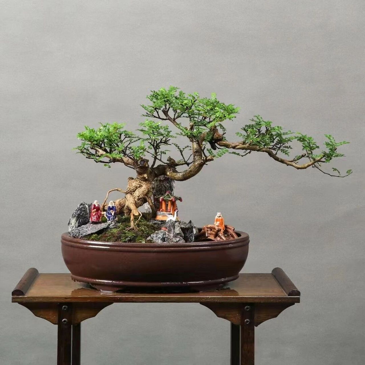 老树桩清香木,山水大盆景,临水飘枝,景观 老树桩清香木,山水大盆景