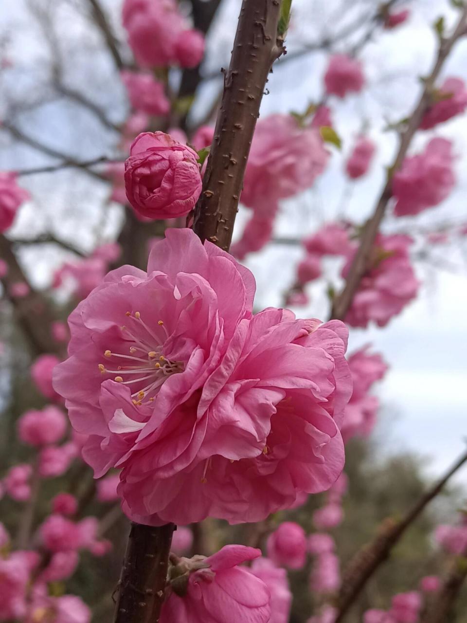 重瓣榆叶梅花期图片