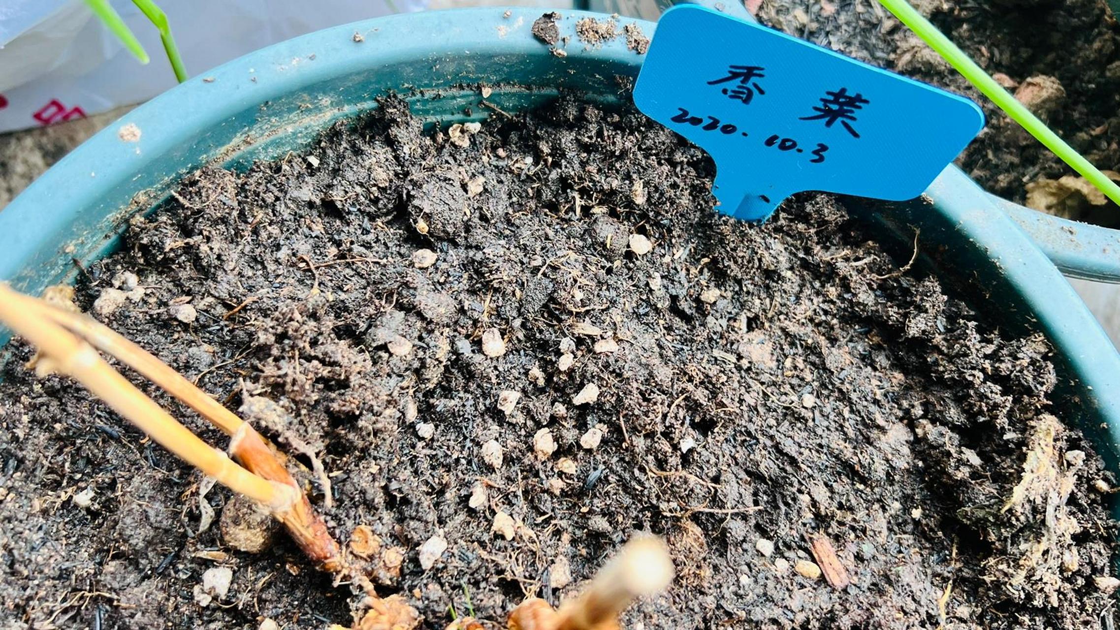 折耳根(鱼腥草)种植 折耳根是四川对鱼腥草的的称呼,他们俩其实是一个