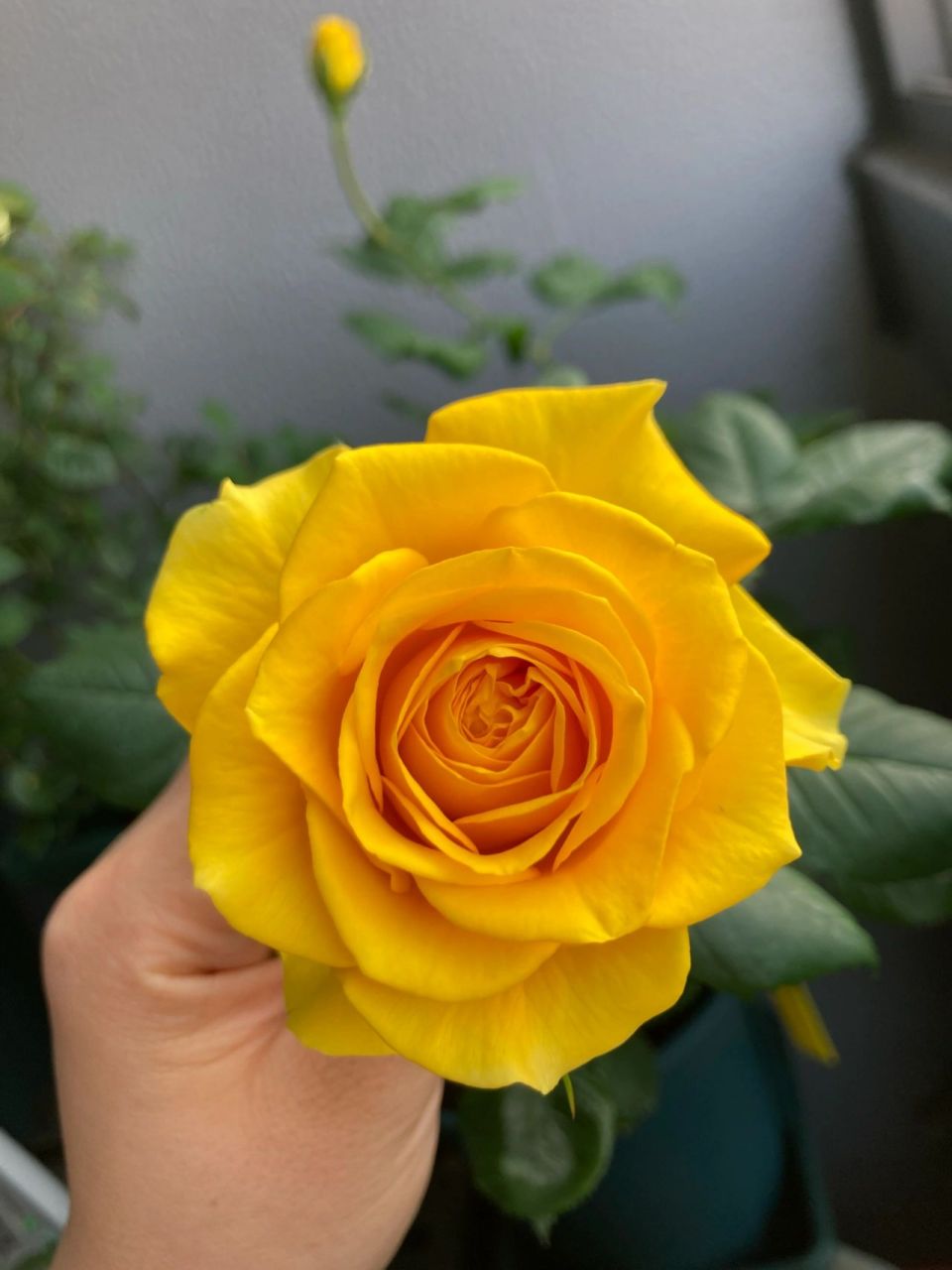 苏格兰黄油月季