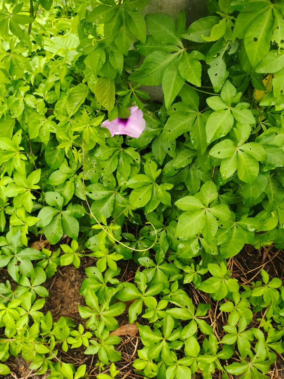 ①每天认识一种植物—五爪金龙 91别名:槭叶牵牛,番仔藤,台湾牵牛花