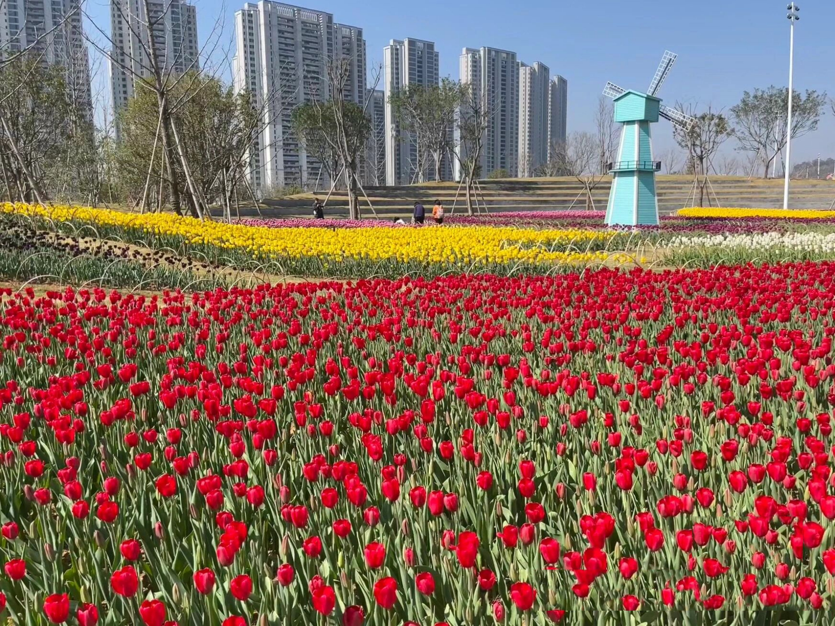 鳌江免费遛娃地|新湖郁金香公园    地址导航鳌江郁金香公园 或者鳌江