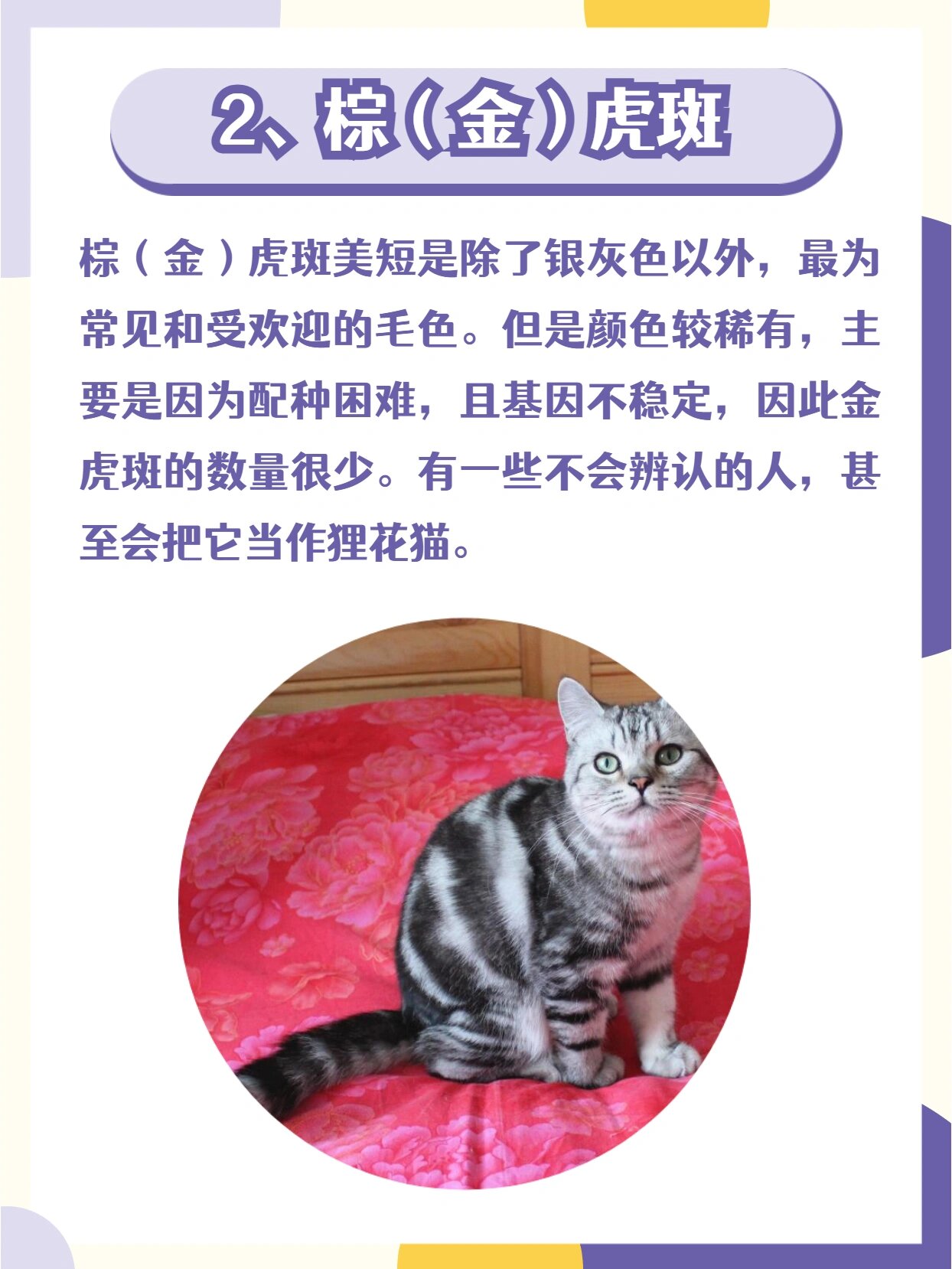 常见的76615种美短猫花色,你都认识吗?