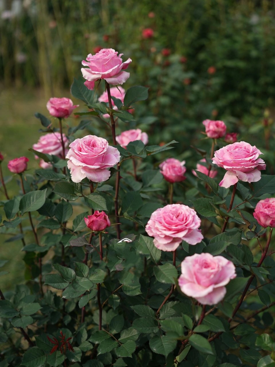 粉色月季76615:禁忌感官 禁忌感官 forbidden parfum 粉色切花