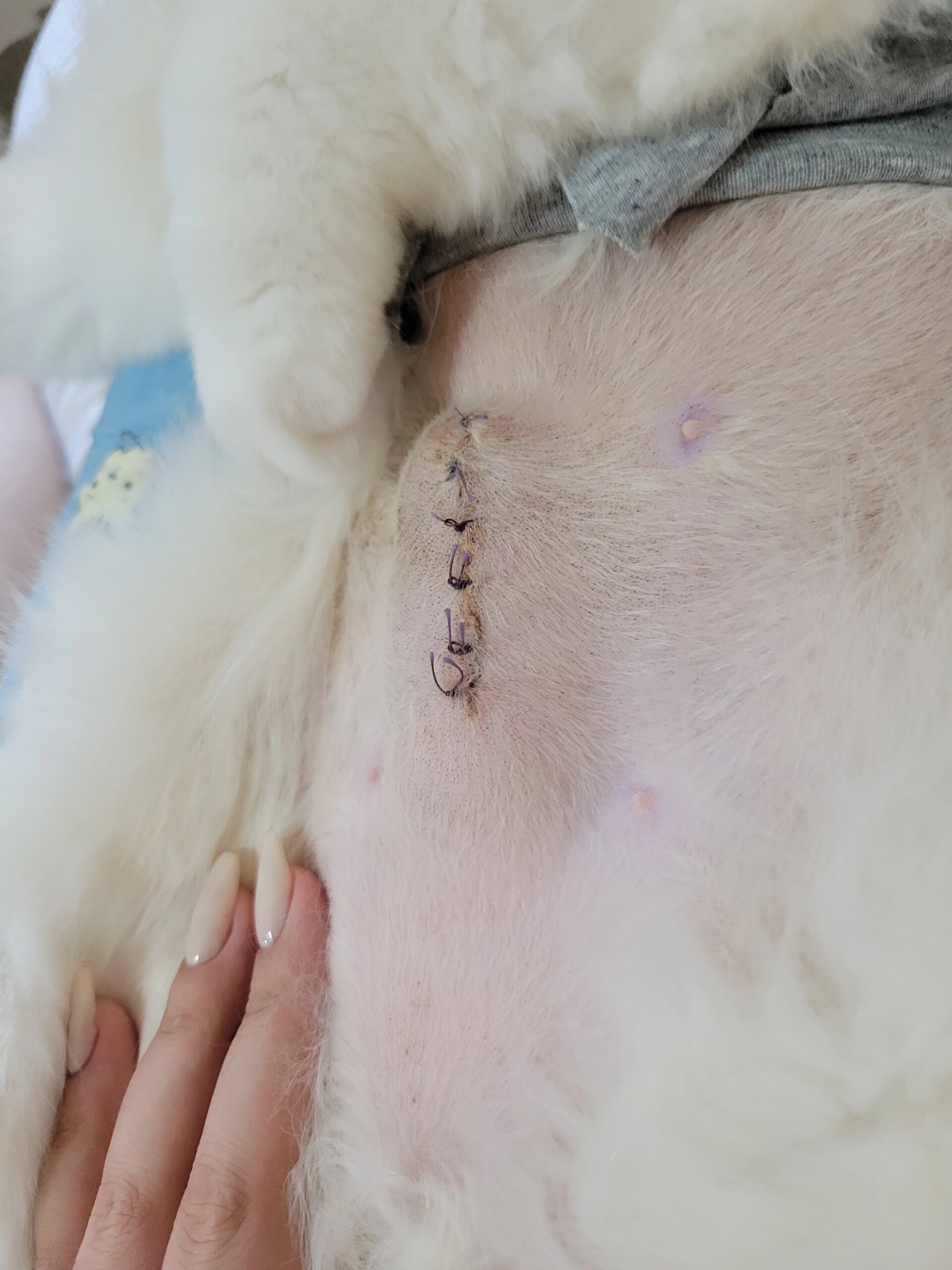 母猫绝育后伤口鼓包