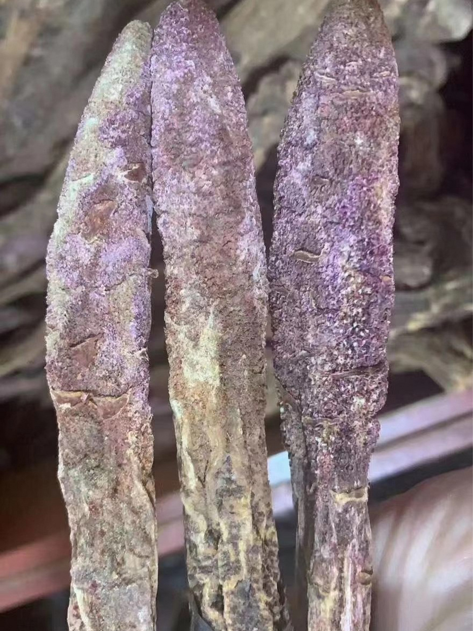补肾第一的中草药(补肾最好的中草药有哪些)