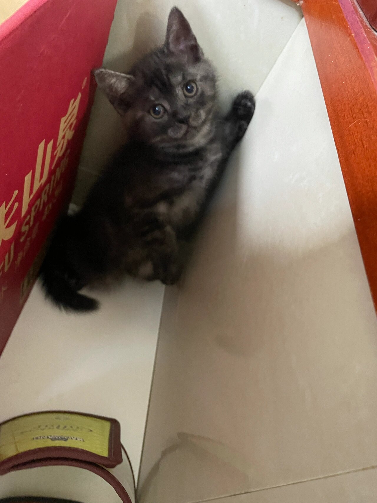 黑渐层 英短美短串串四个月成长变化