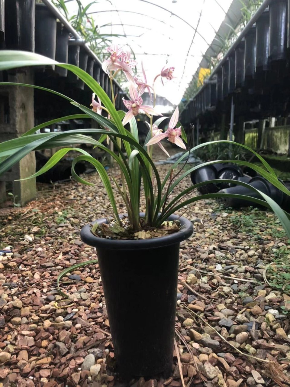 建兰 奇花 红猫蕊蝶 建兰红猫蕊蝶 勤花勤芽 适合新手 花期:6月至11月