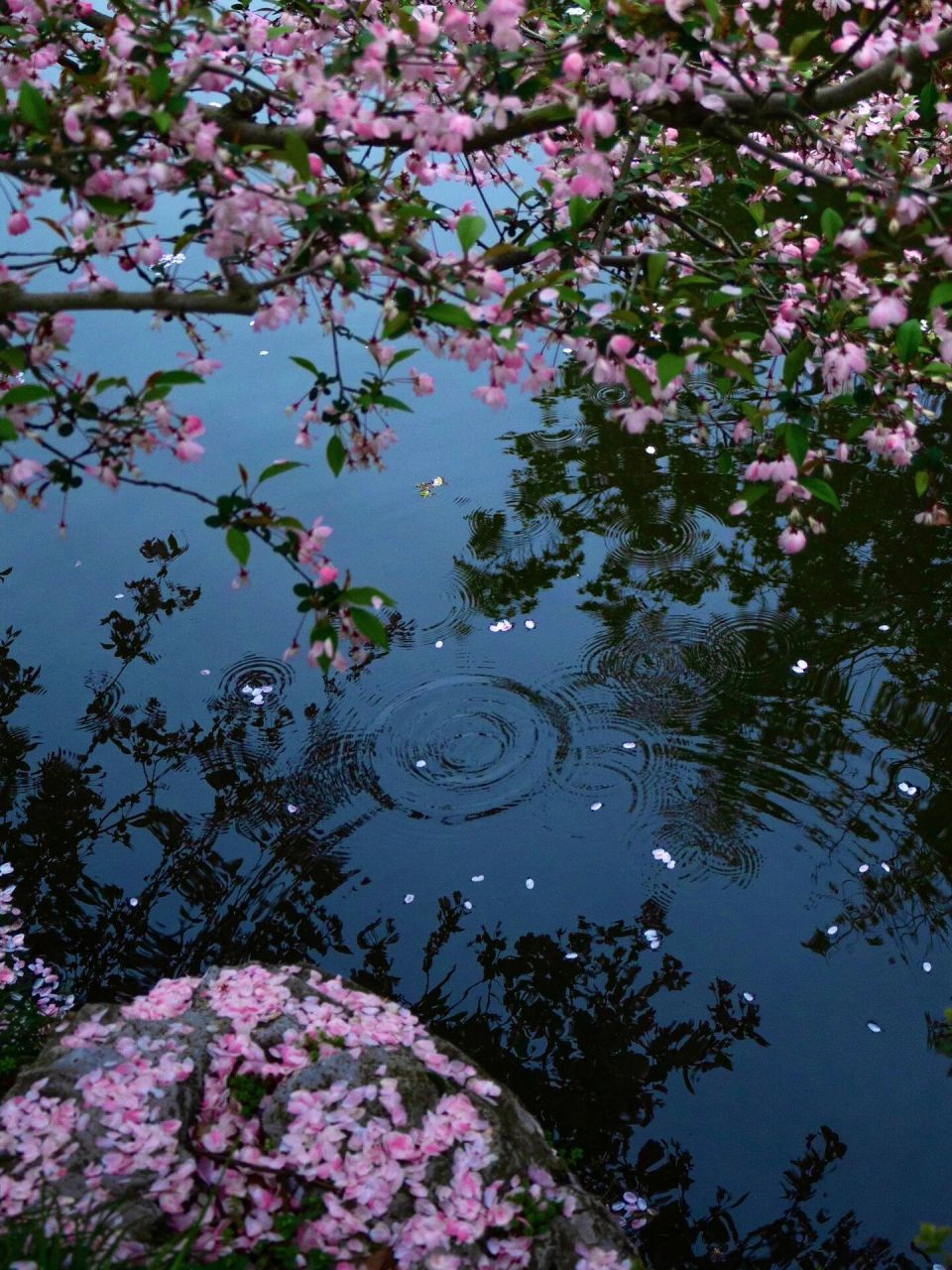 "时有落花至,远随流水香" ·  西湖美景三月天 小雨淅沥沥的杭州 抬伞