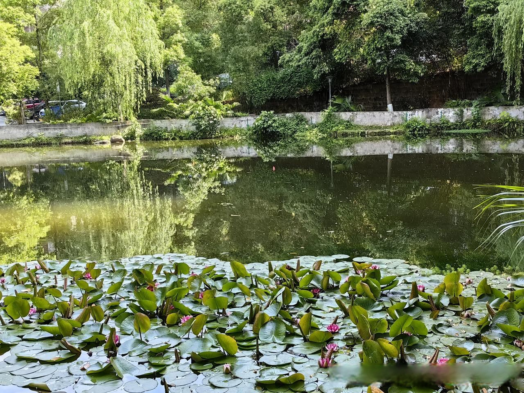 池塘边的宁静  我坐在池塘边的柳树下, 微风吹来柳枝儿摇曳