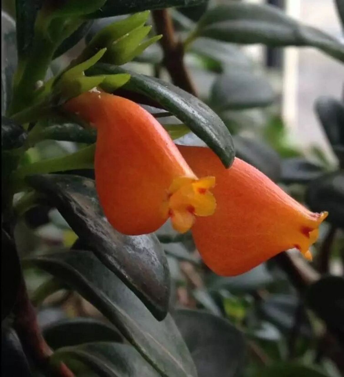 金鱼吊兰 金鱼吊兰(nematanthus wettsteinii),又名金鱼花,袋鼠吊兰