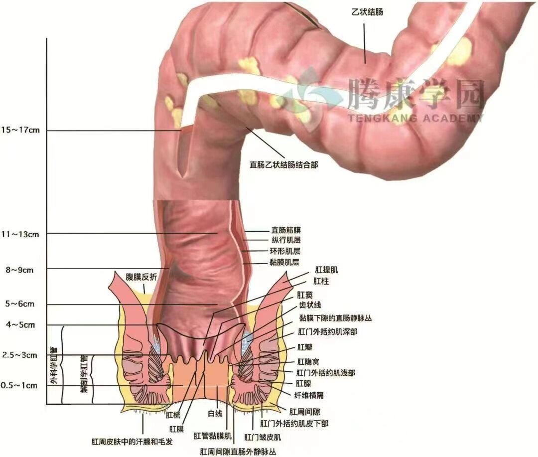 肛门直肠结构高清图图片