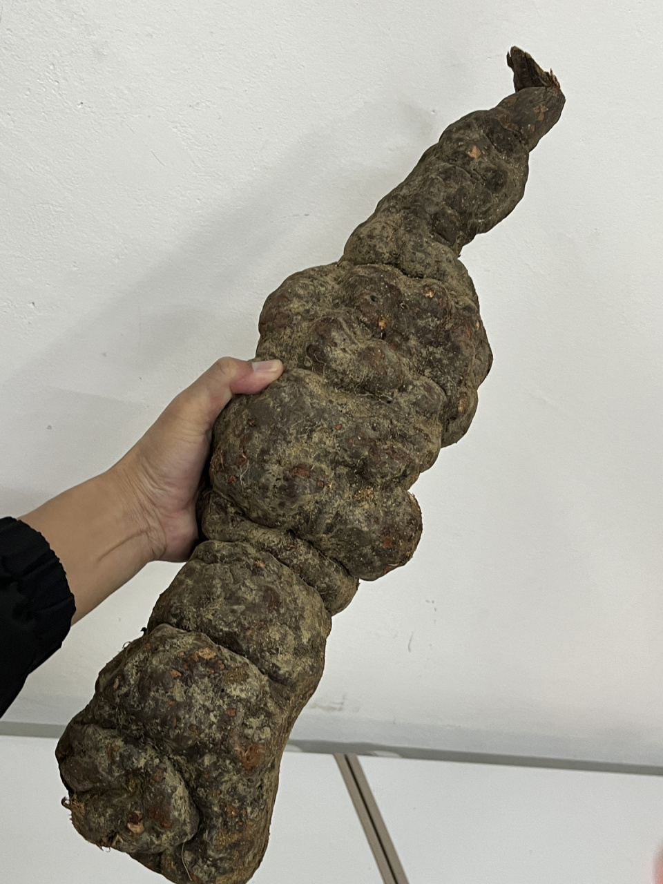 野生何首乌10多斤