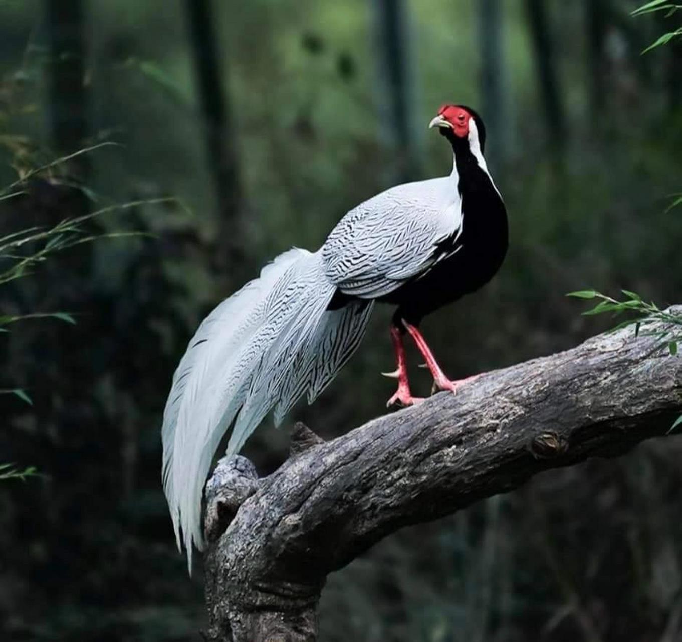 白鹇 silver pheasant 白鹇(学名:lophura nycthemera):是雉科鹇属