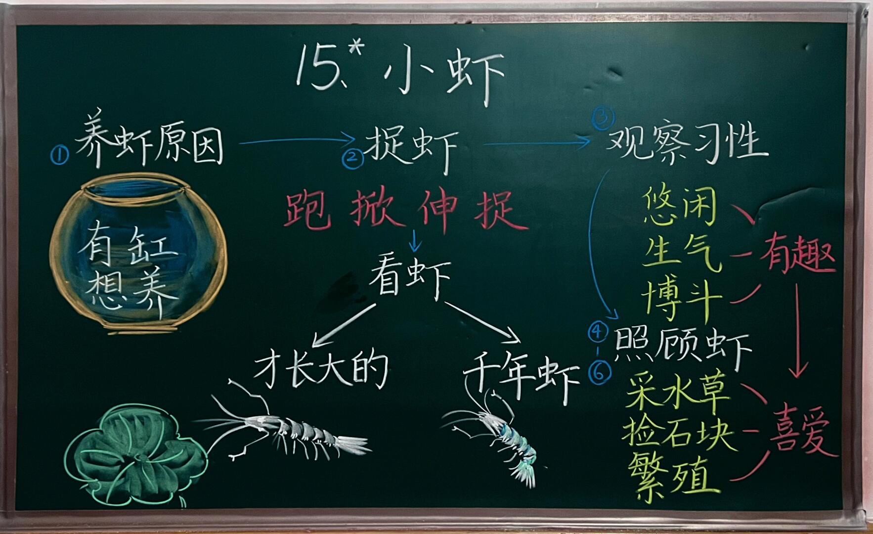 板书|三(下)15.*《小虾》08