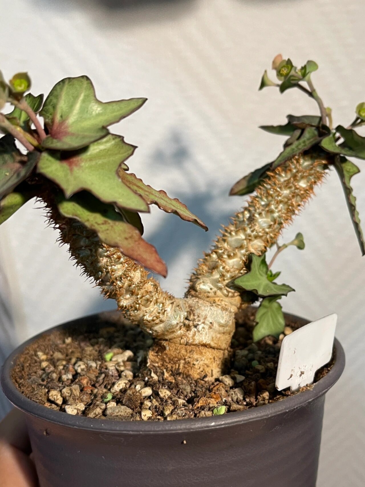 彩叶麒麟—根茎 彩叶麒麟是一种块根型植物,它的根茎和叶子都有着各种