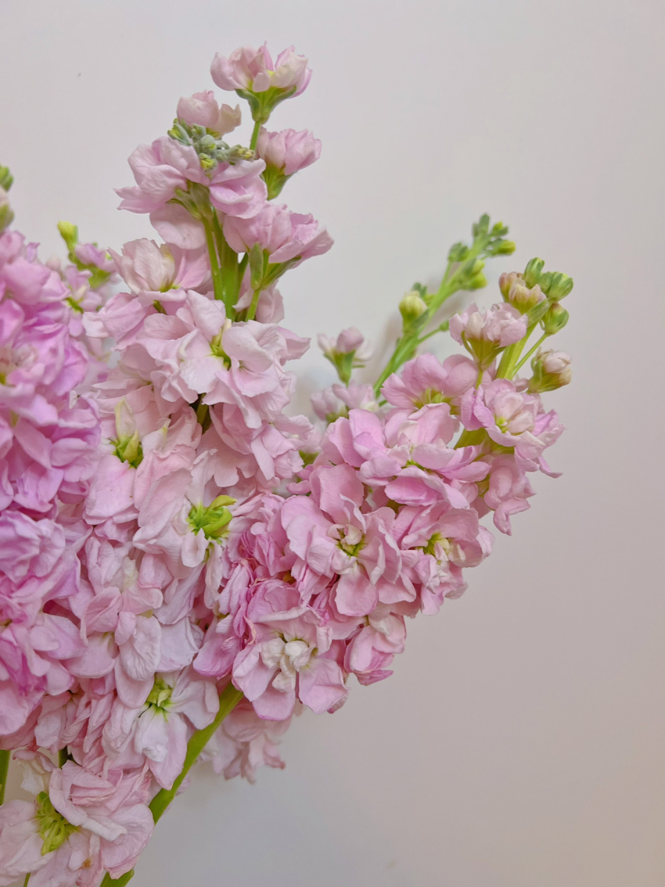 紫罗兰 作为一名有点小矫情的已婚妇女 每周都会买些鲜切花回来摆弄