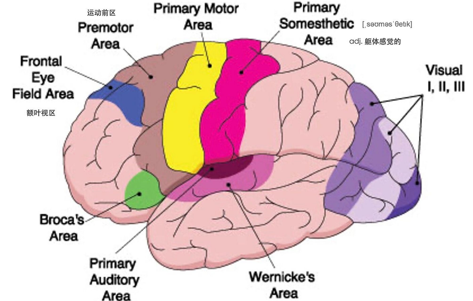 大脑分区及功能 #医学# #医学英语# #大脑# #大脑功能