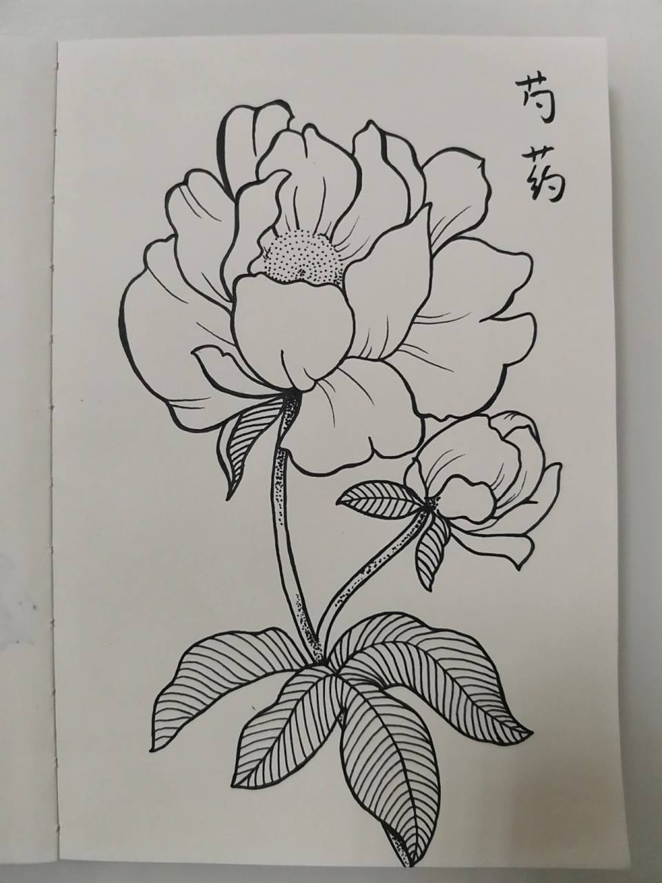 零基础学画画55~芍药 临摹《一笔一世界》 芍药又名离草,红药.
