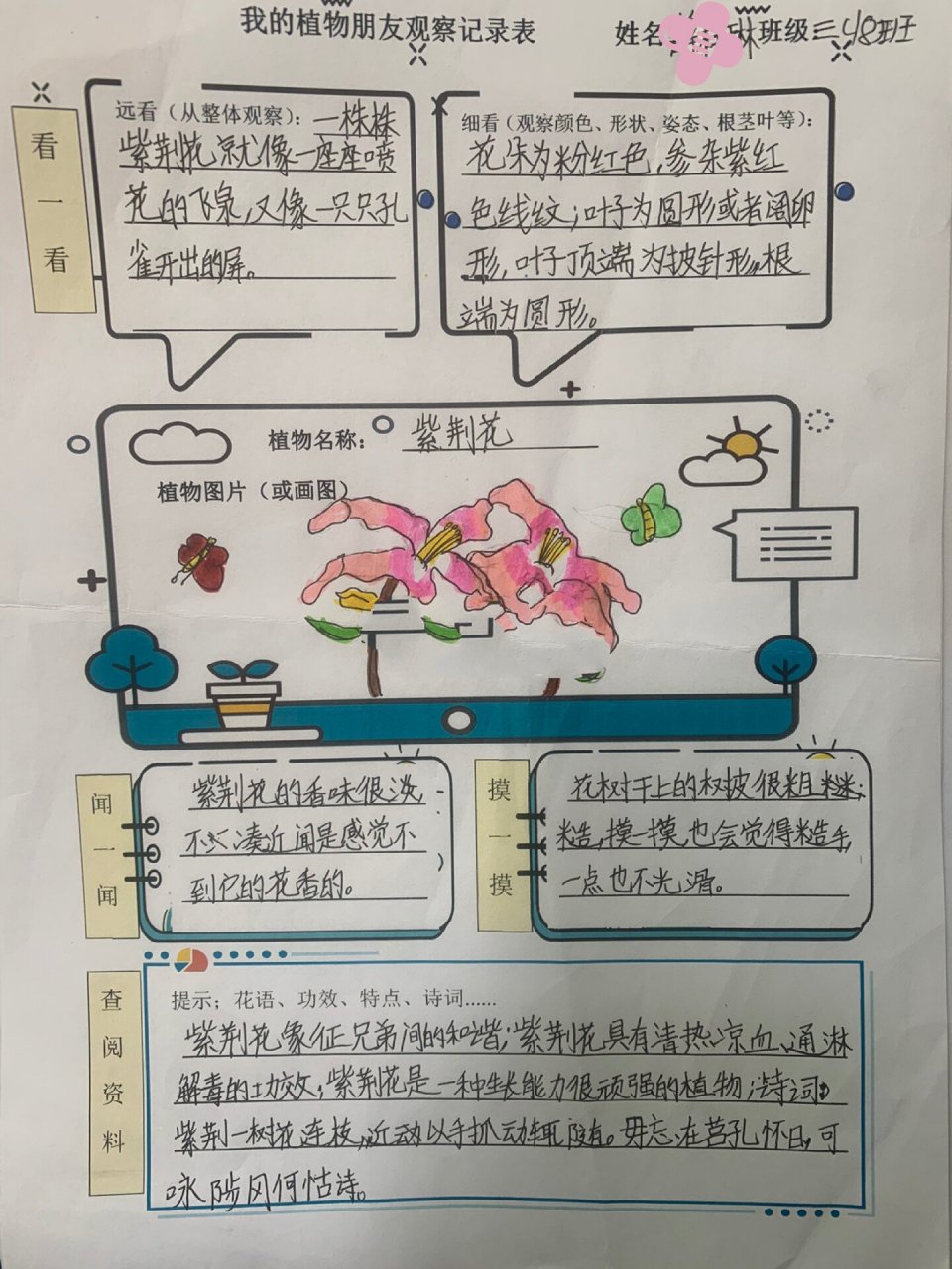 观察一种植物并记录下来生物(观察一种植物,并试着记录它的变化)