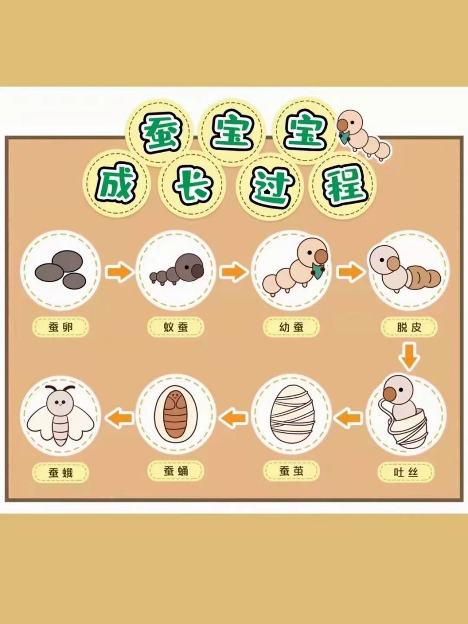 蚕宝宝的生长过程简图图片