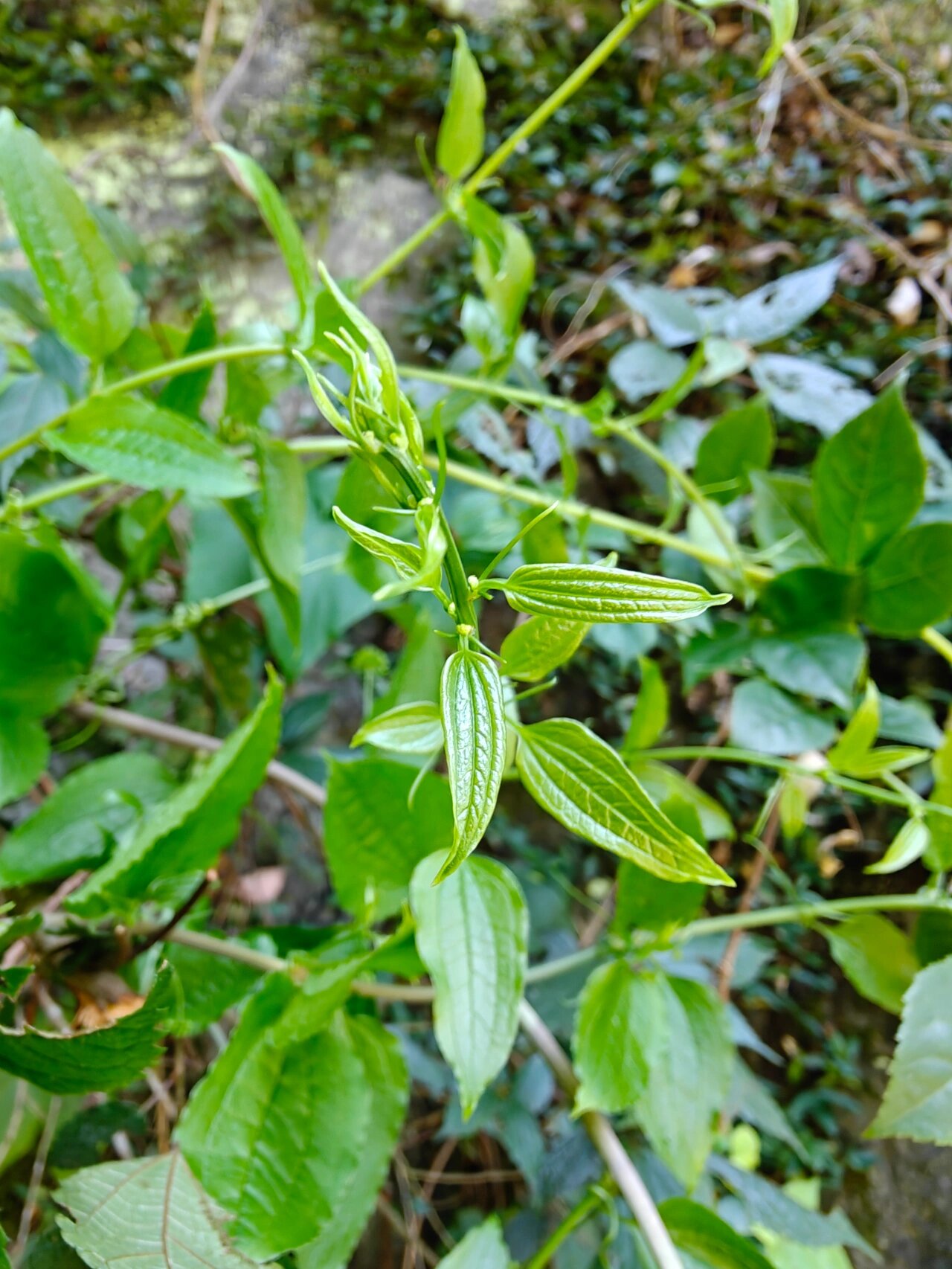 草药牛尾巴的茎叶图片图片