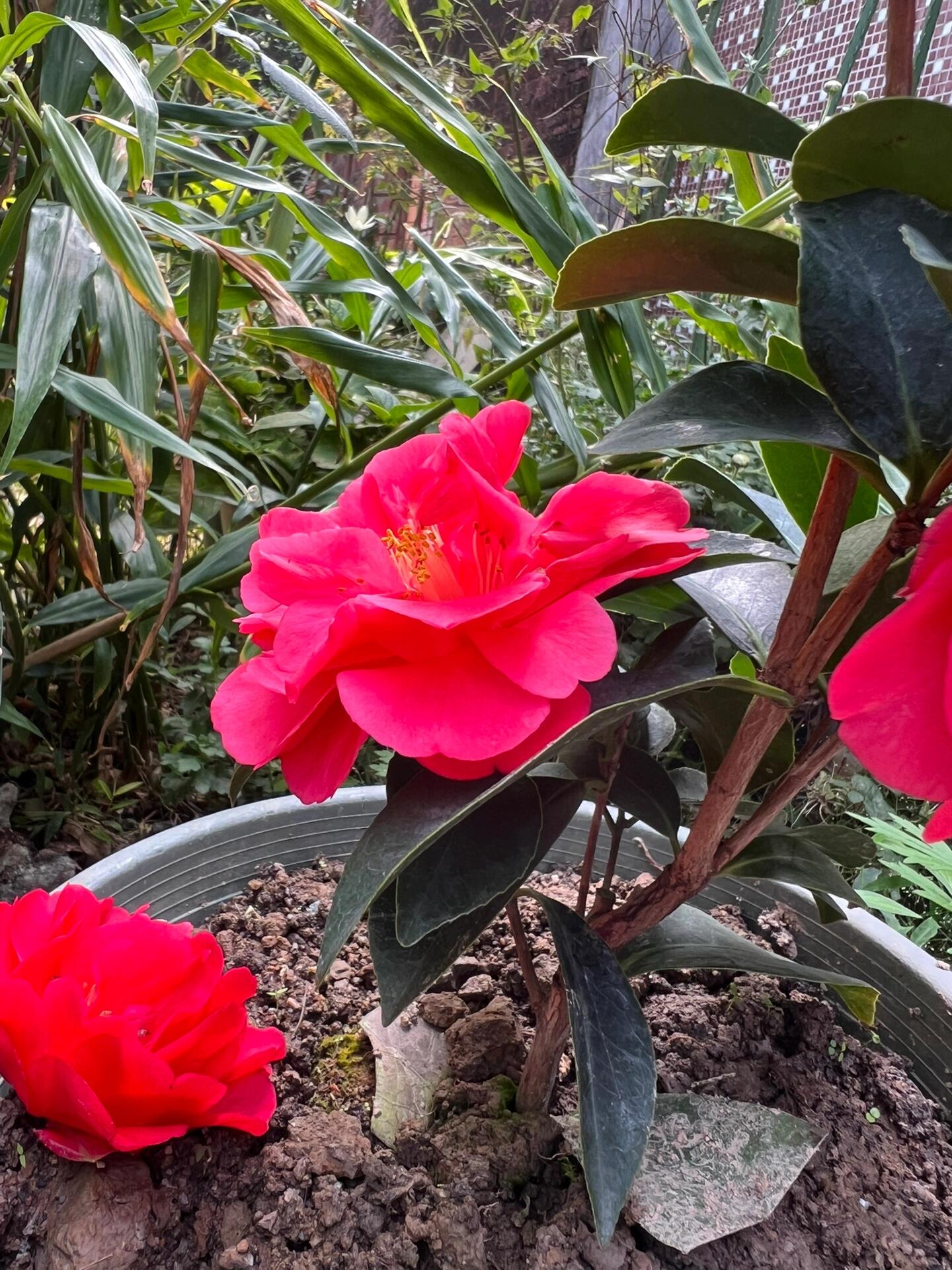 夏日七心 杜鹃茶和茶花杂交的品种 开花性极其优秀. 颜色是正红色.