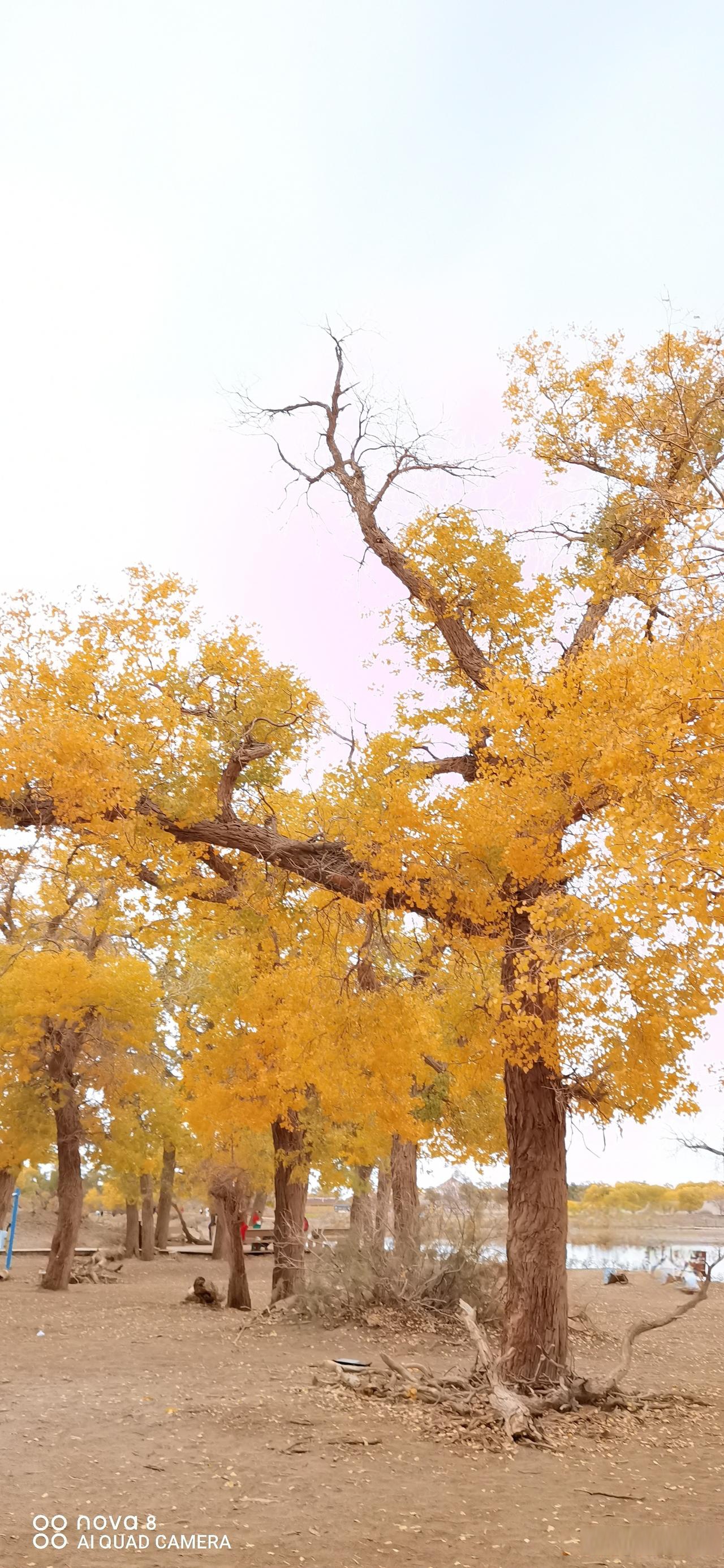 金秋十月有幸去了一趟额济纳,看着这沙漠里金色的胡杨,让我感到无比的