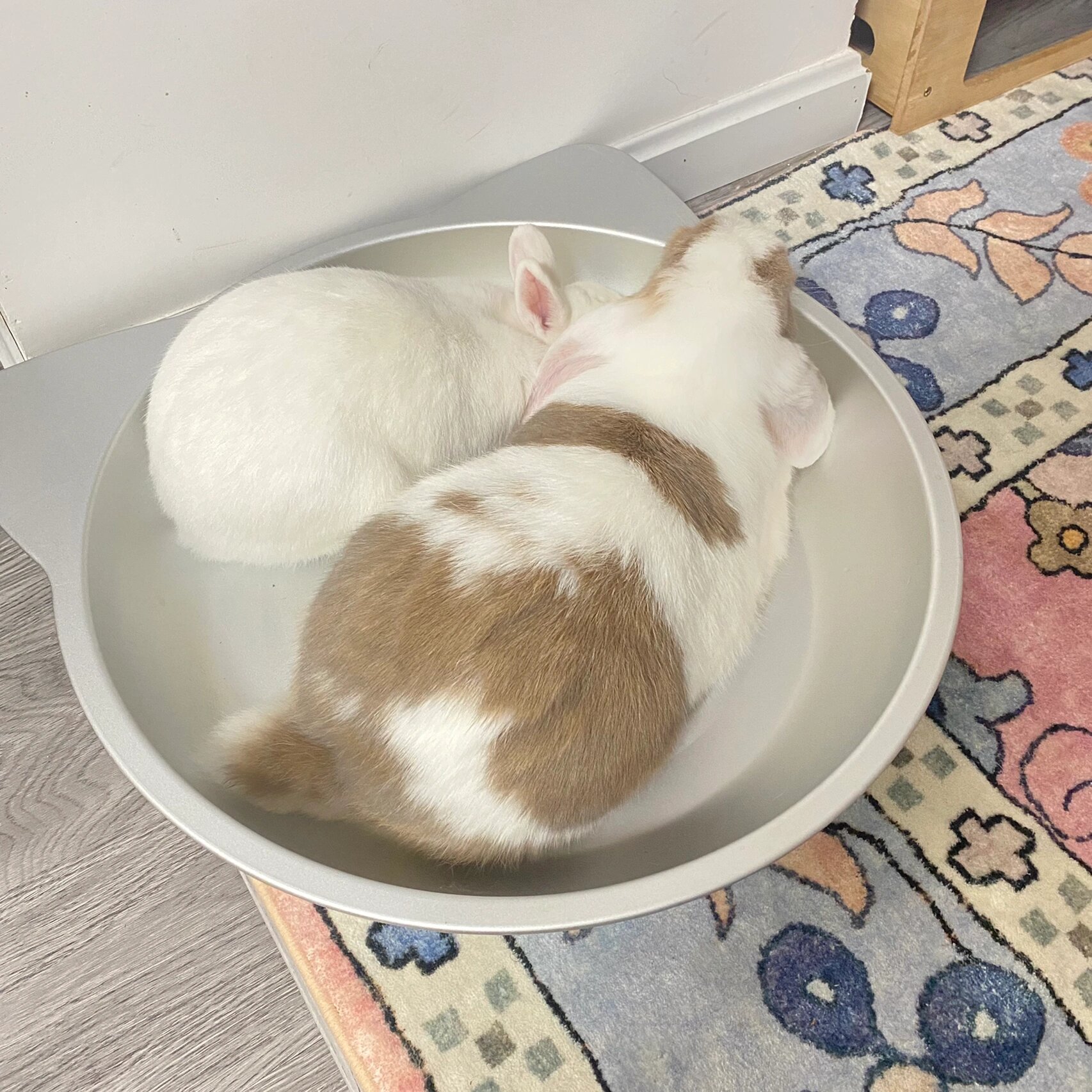 铁锅炖兔子合集