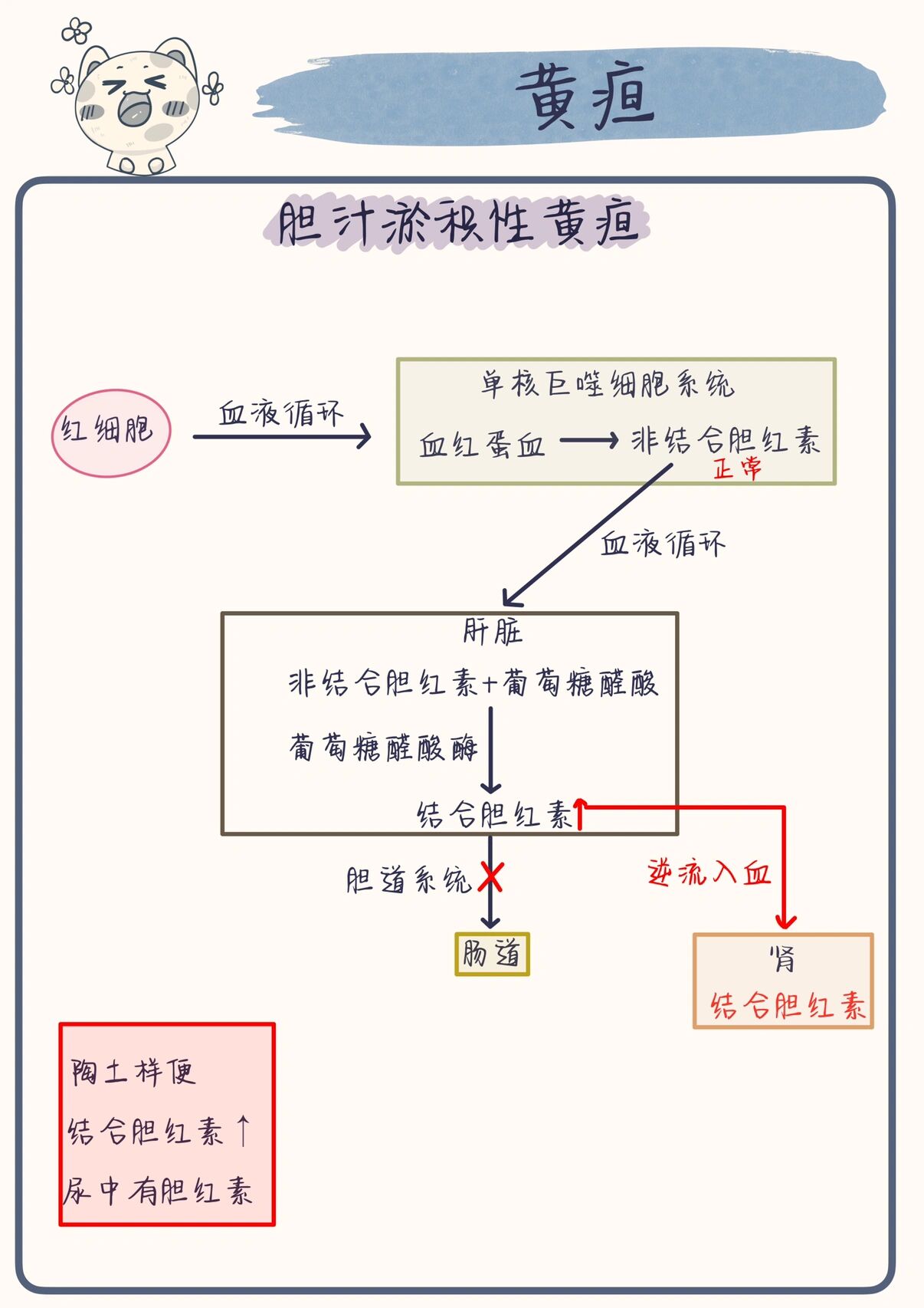 正常胆红素的代谢过程图片