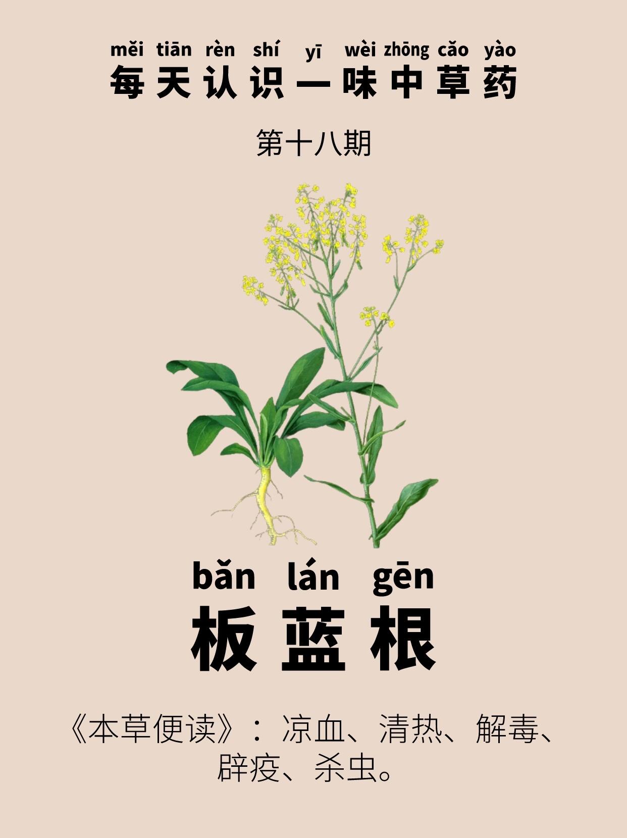 每天认识一味中草药——板蓝根