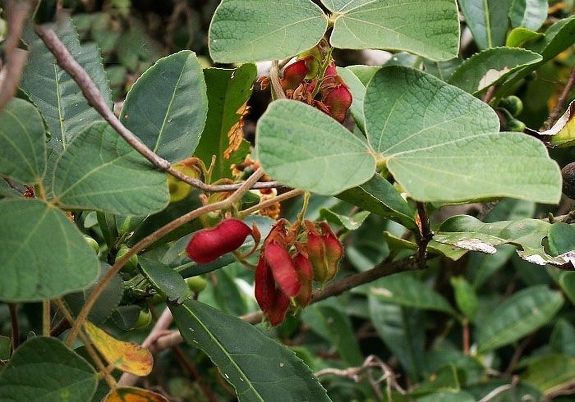葛根/葛 葛/葛根 葛:豆科,葛属多年生草质藤本植