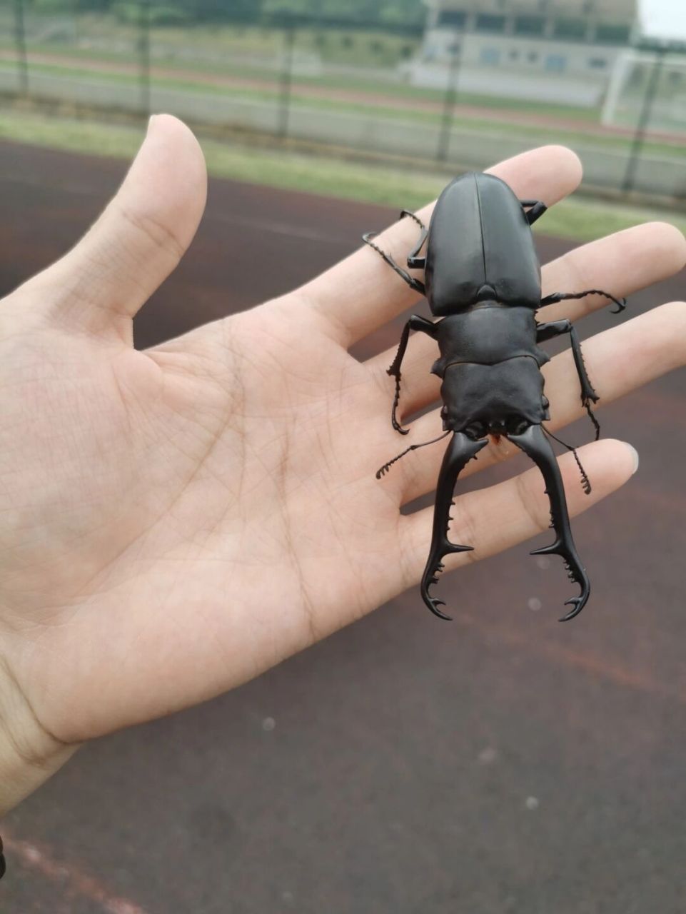 最长的楸甲——pgk长颈鹿楸甲 长颈鹿锯锹pgk亚种分布于印尼佛罗雷斯