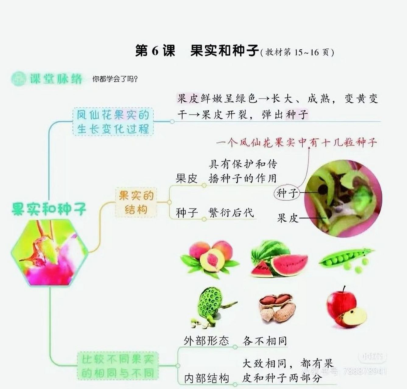 果实形成的思维导图图片