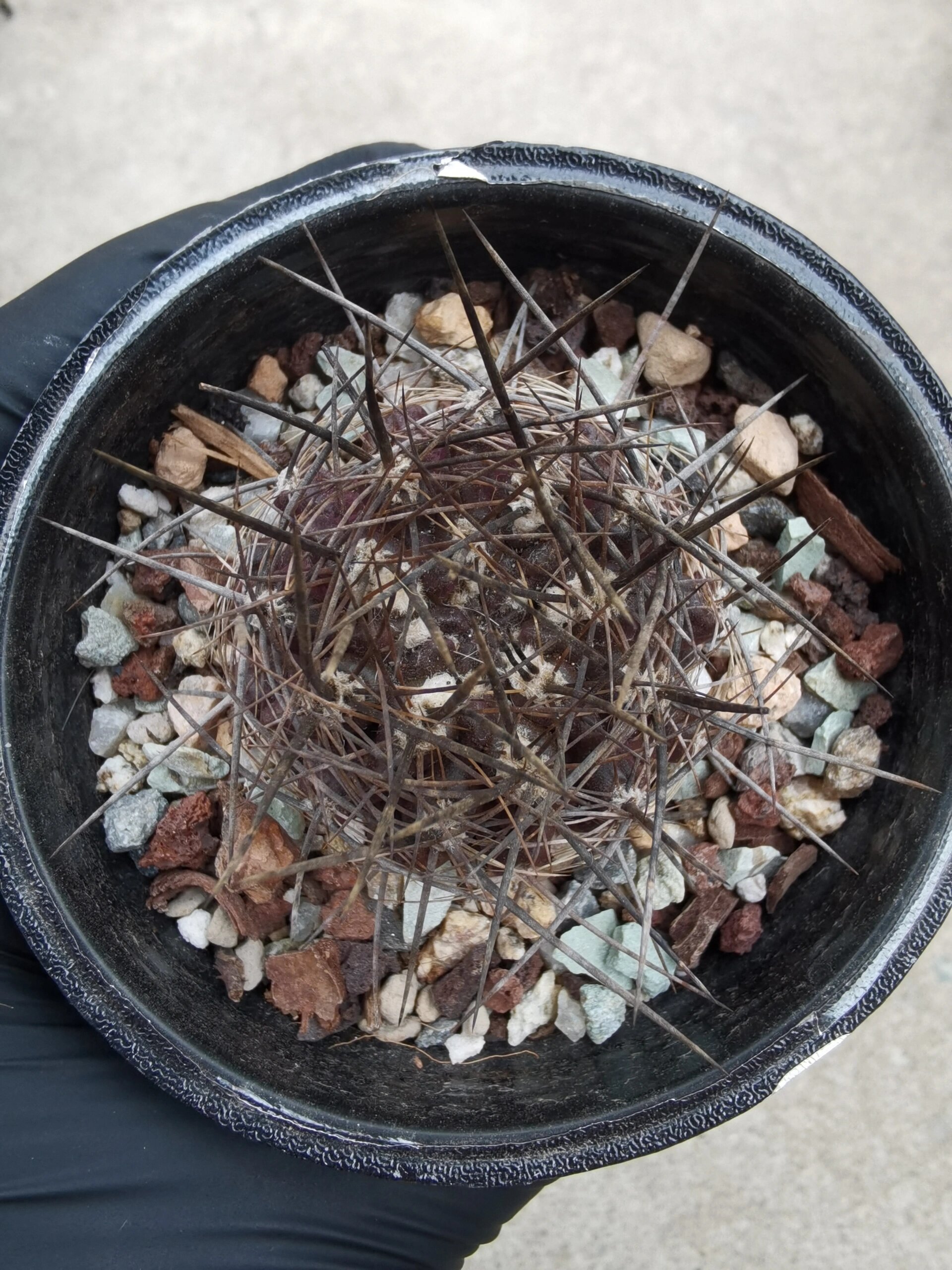 【仙人球】智利球/稀有种 neochienia. pilispina v. pygmaea fk45