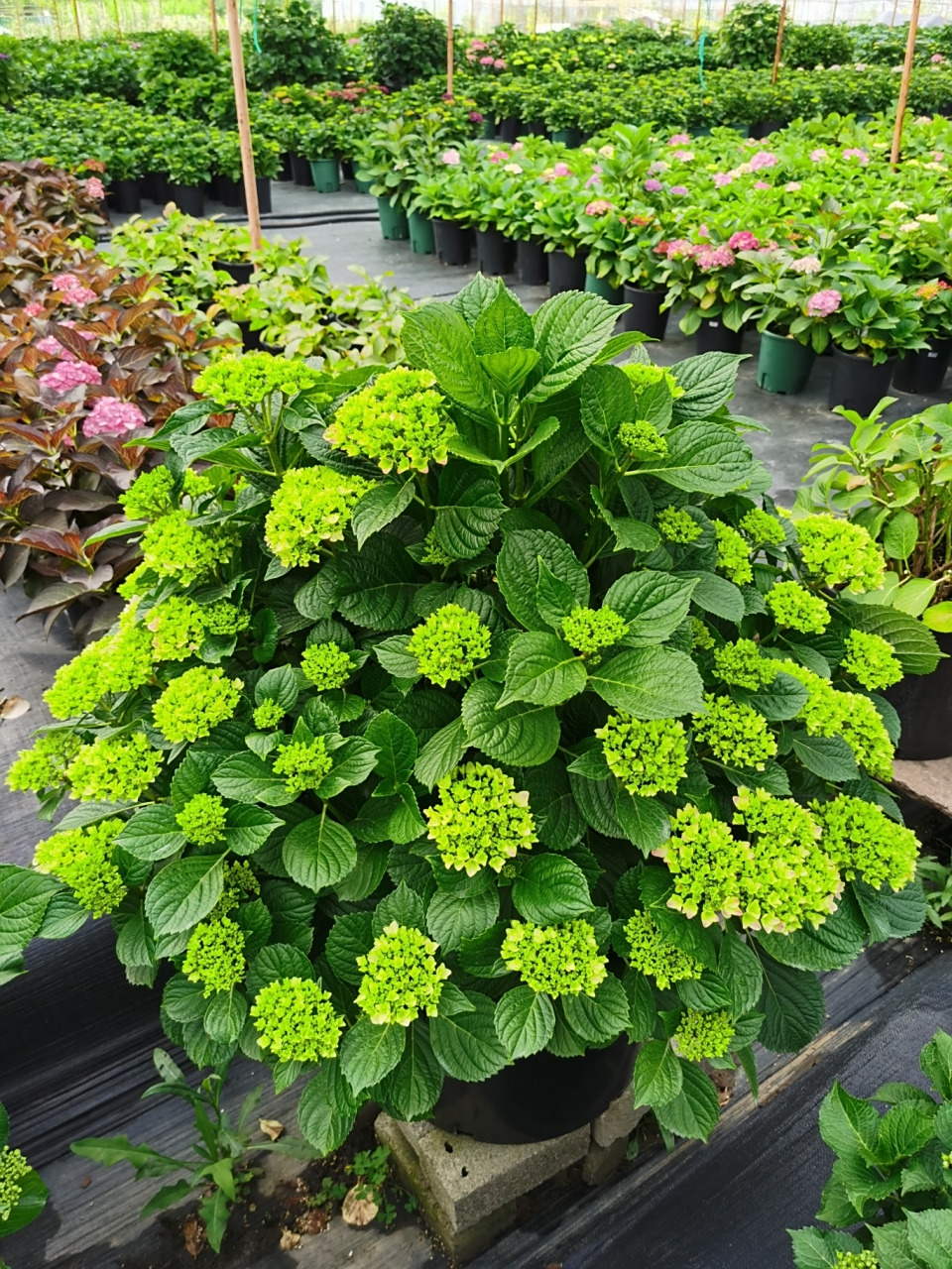 绣球花—薄荷拇指