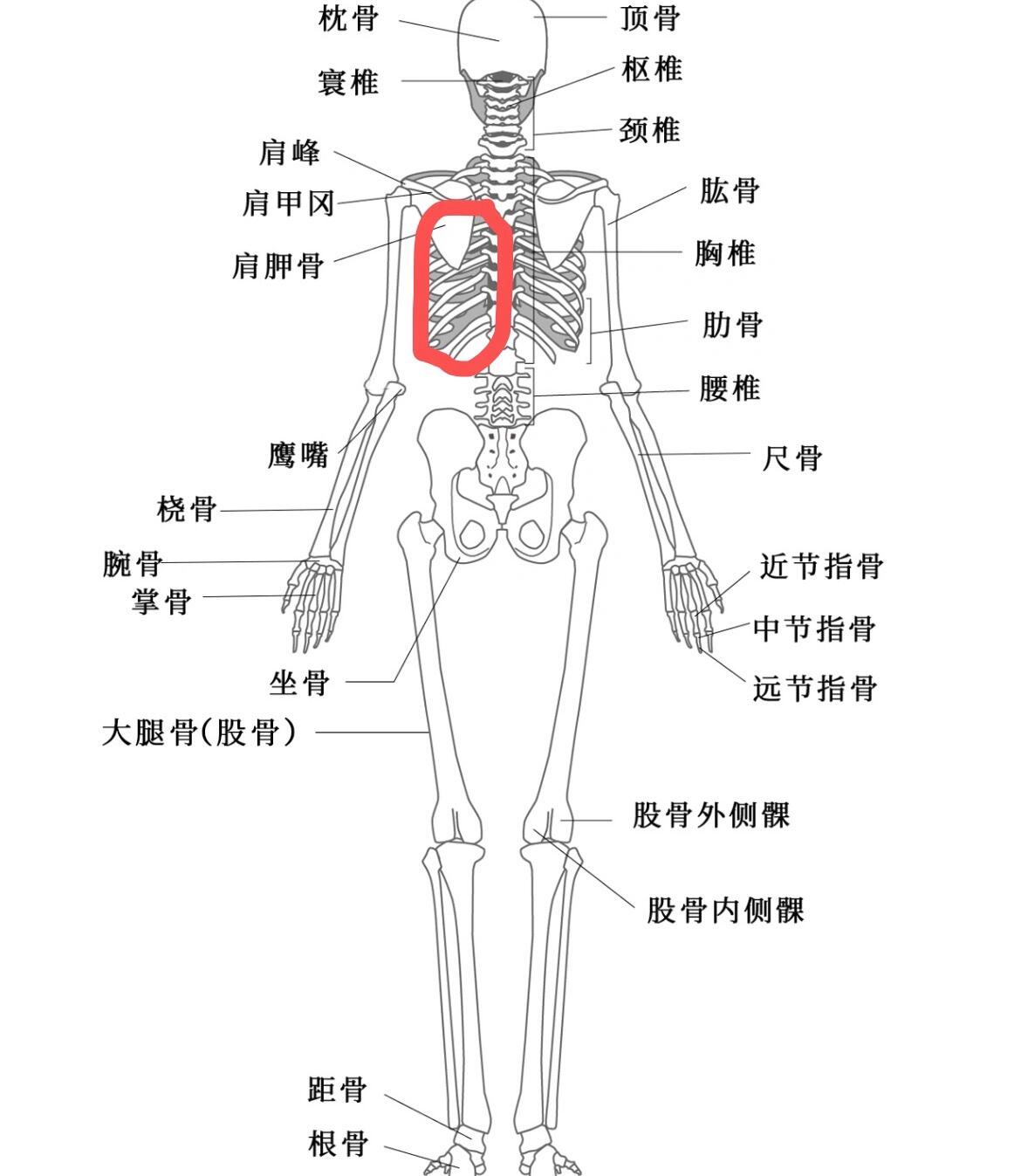 要看哦 也许哪天用得到 右胸下方肋骨疼 不得不承认 人到了一定年纪真